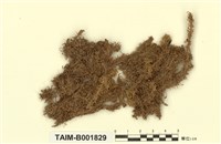 藏品(小葉泥炭苔)的圖片